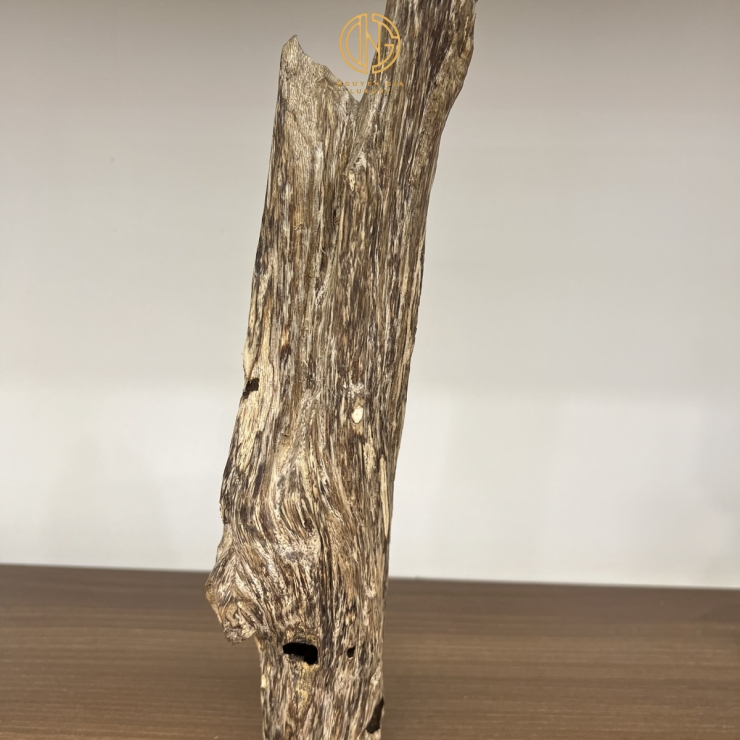TRẦM CẢNH - MÃ 6